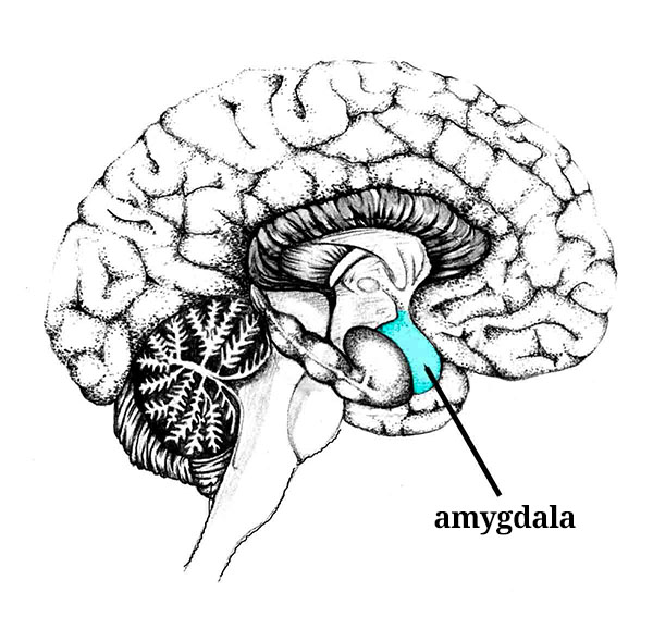 How to manage conflict: the amygdala