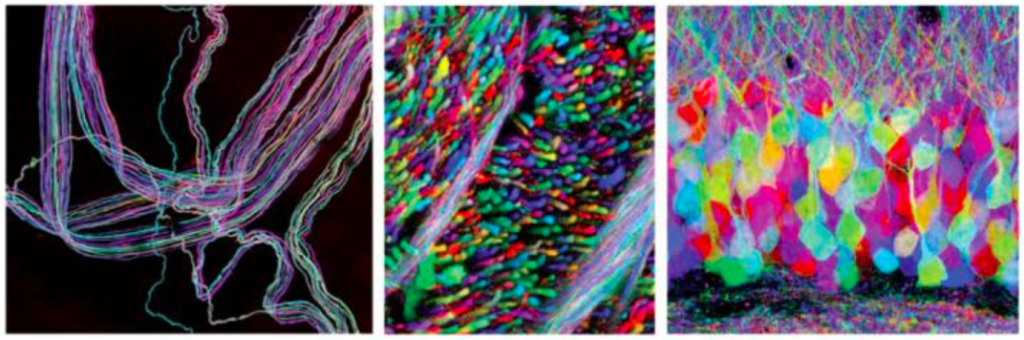 Examples of brainbow method 