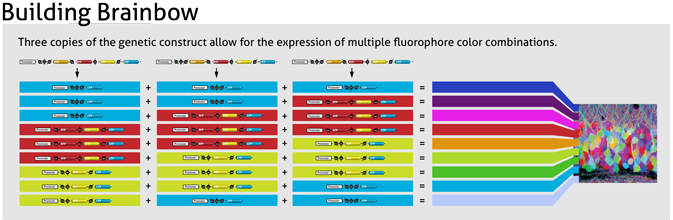 Building Brainbow