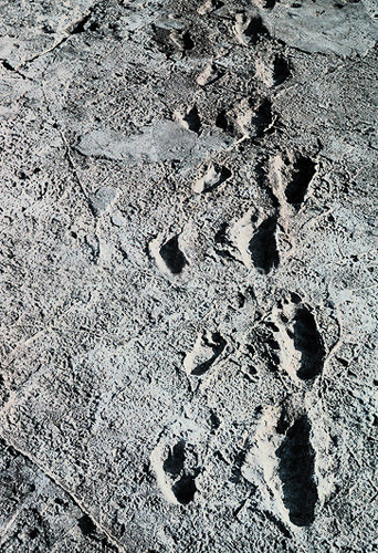 Evolution of consciousness: laetoli footprints