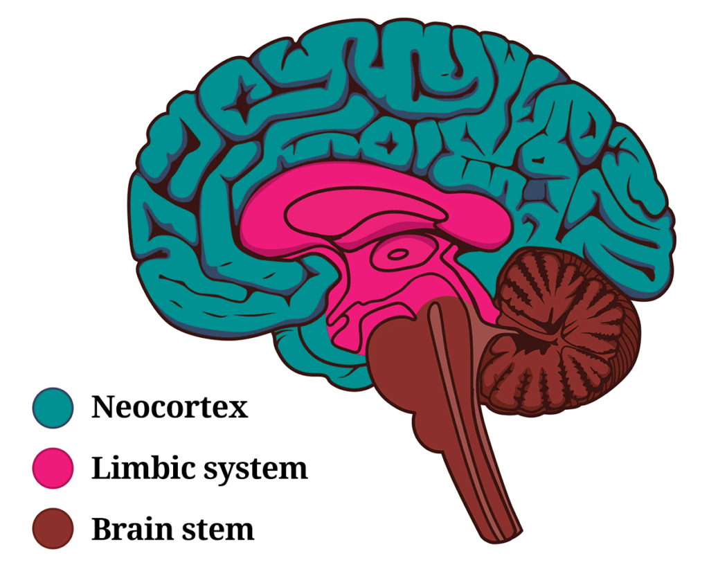 Where does confirmation bias come in the brain?