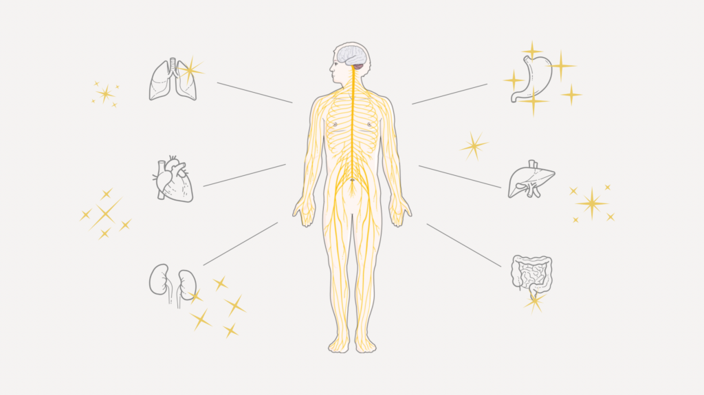 Interoception – Ness Labs Illustration